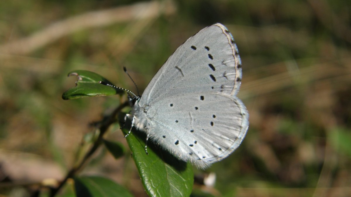 Бабочка Махаон голубянка Аполлон