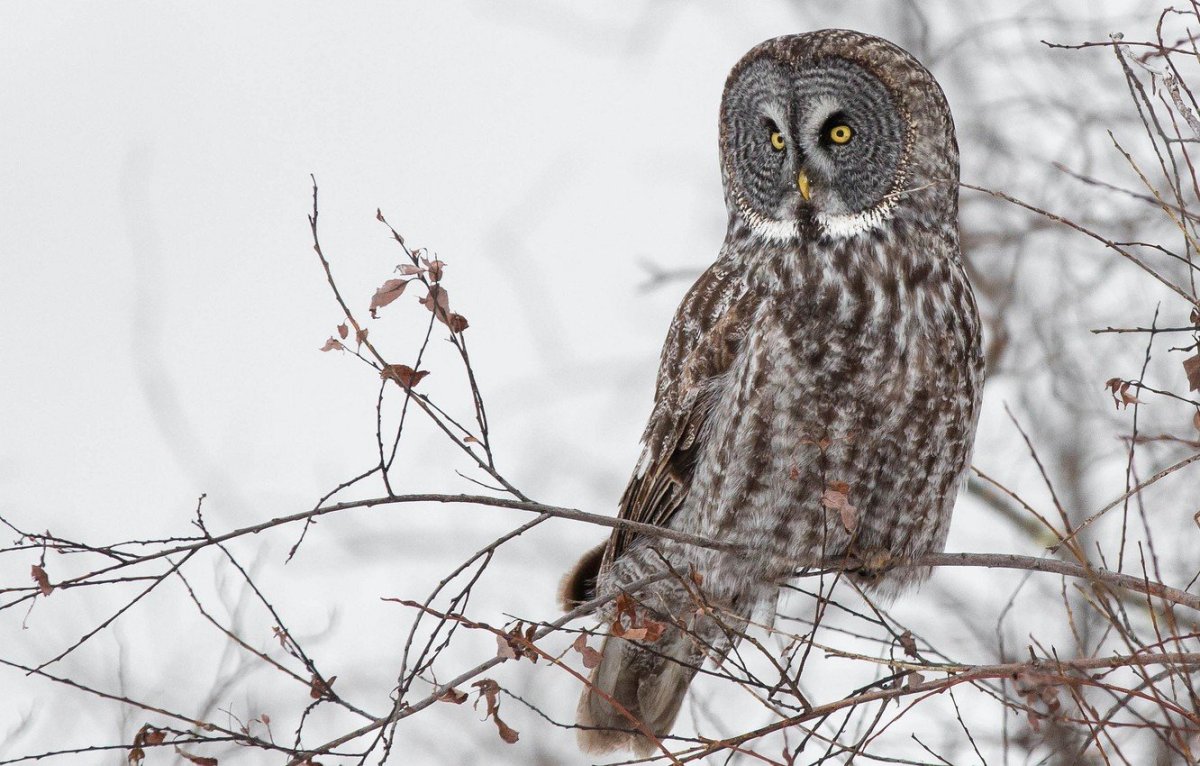 Свиристель зимующая птица