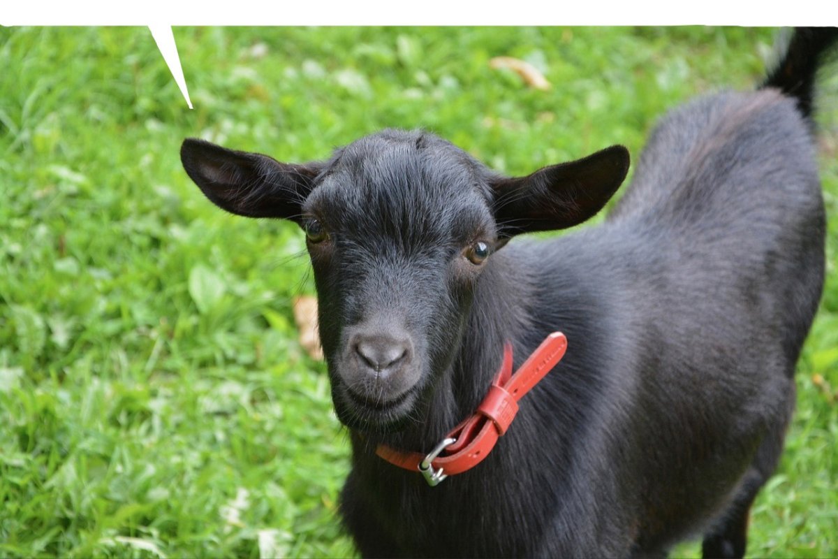 Карликовая коза Пигмей