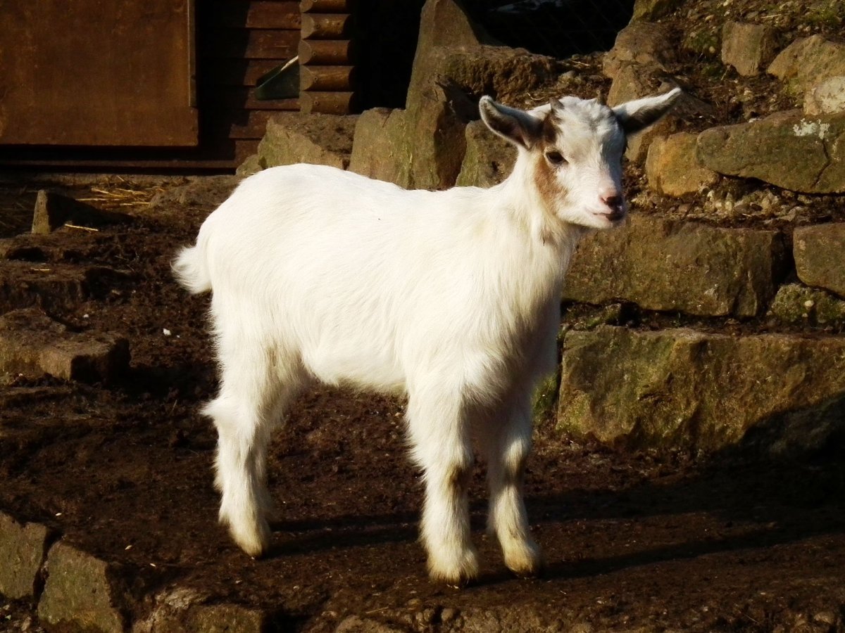 Камерунские Карликовые козы