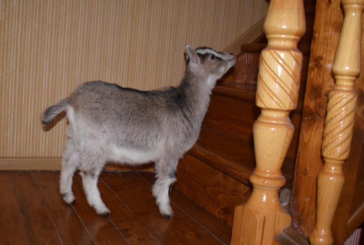 Оберхазли порода коз