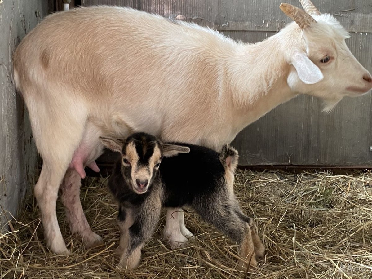 Карликовые козы