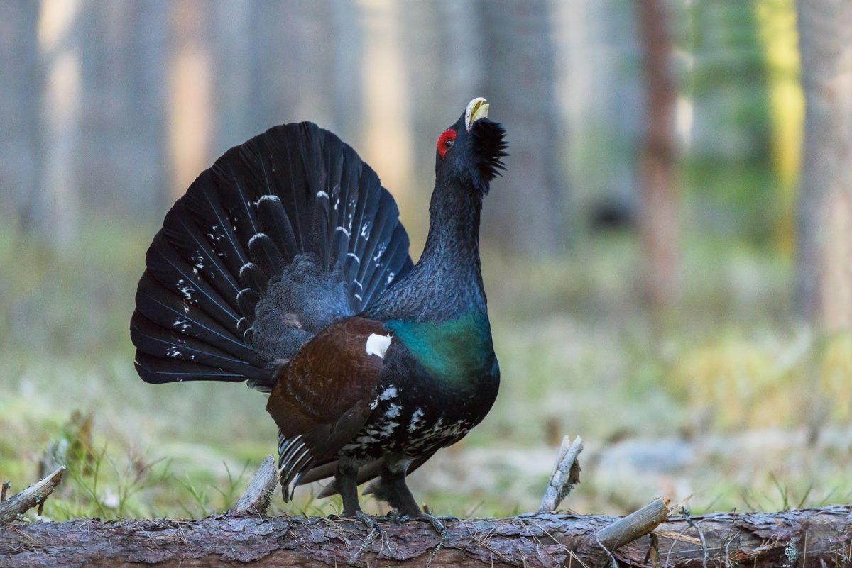 Птицы Якутии свиристель