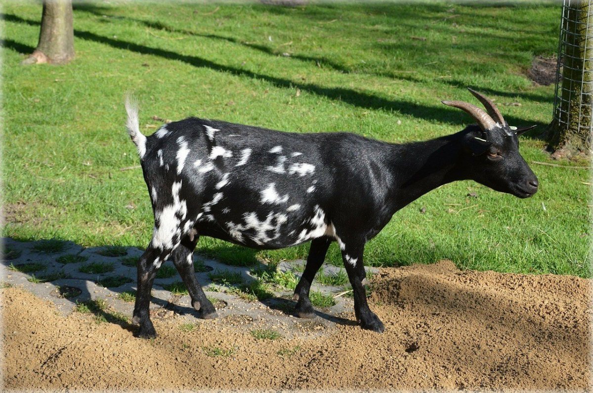 Декоративные козочки