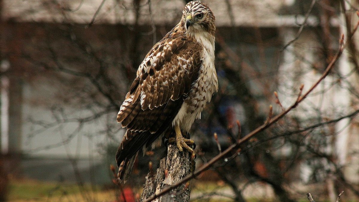Клёст-еловик и клёст-Сосновик