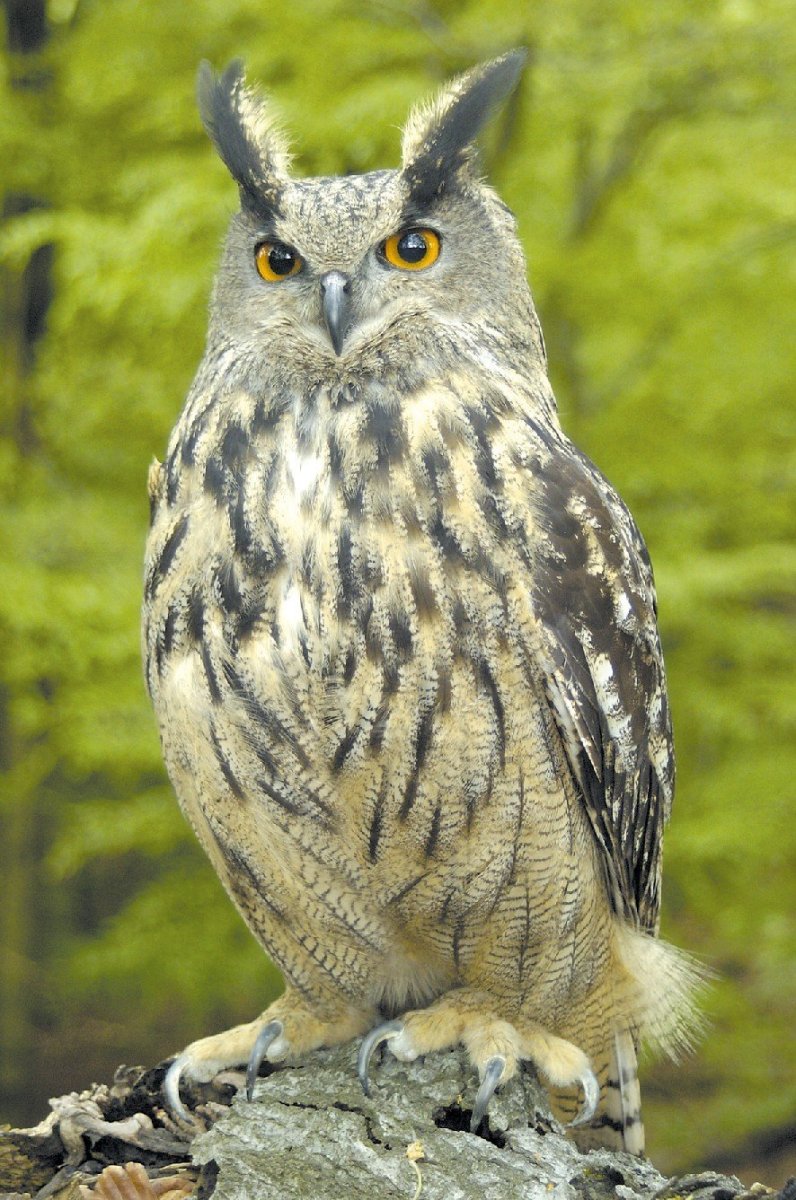 Филин обыкновенный (Bubo Bubo)