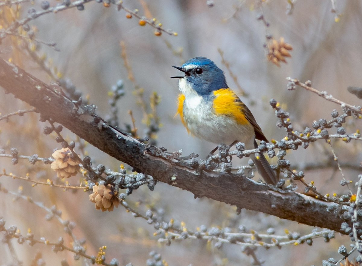 Животный мир птицы ХМАО Югра