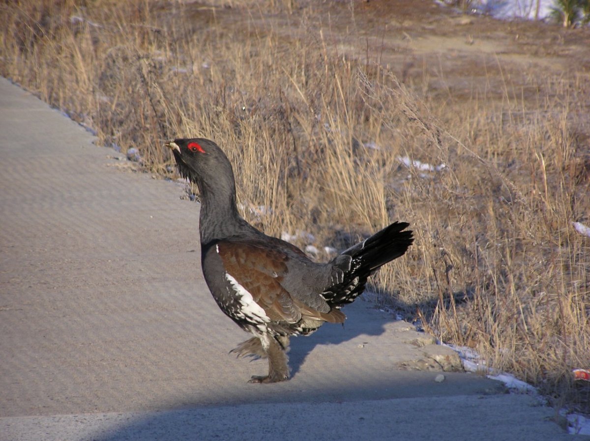 Птицы хмао югры