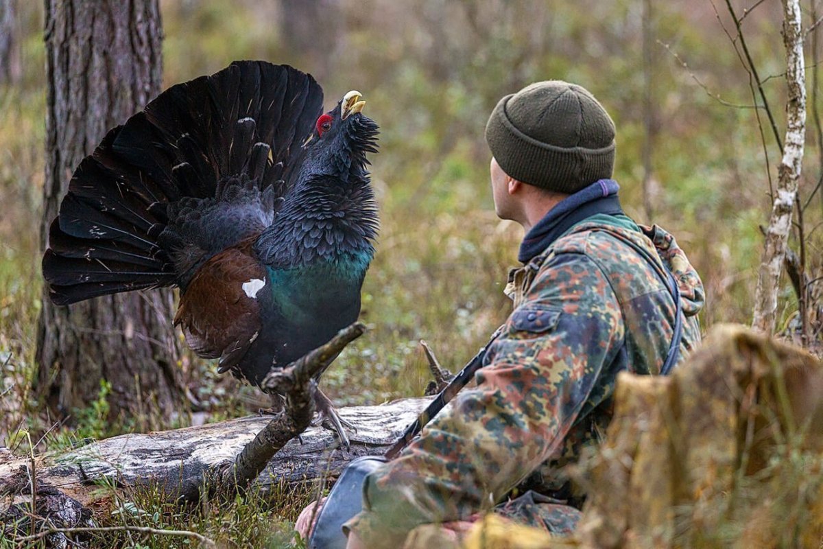 Сокол Сапсан самка