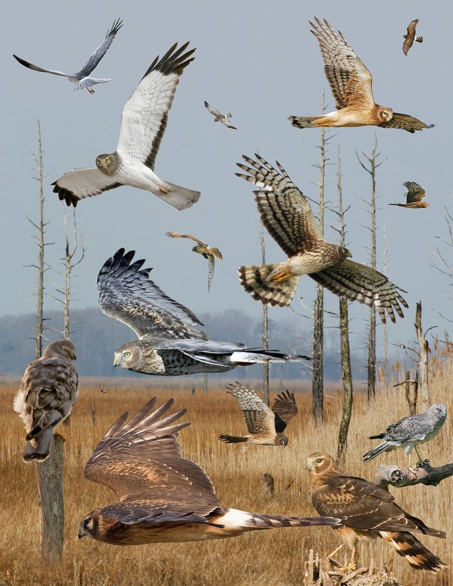 Полярная Сова в тундре