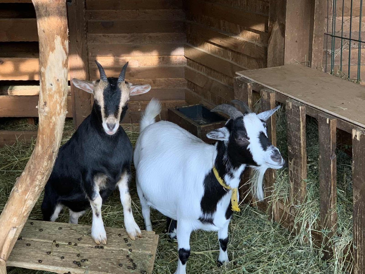 Козы пигмеи