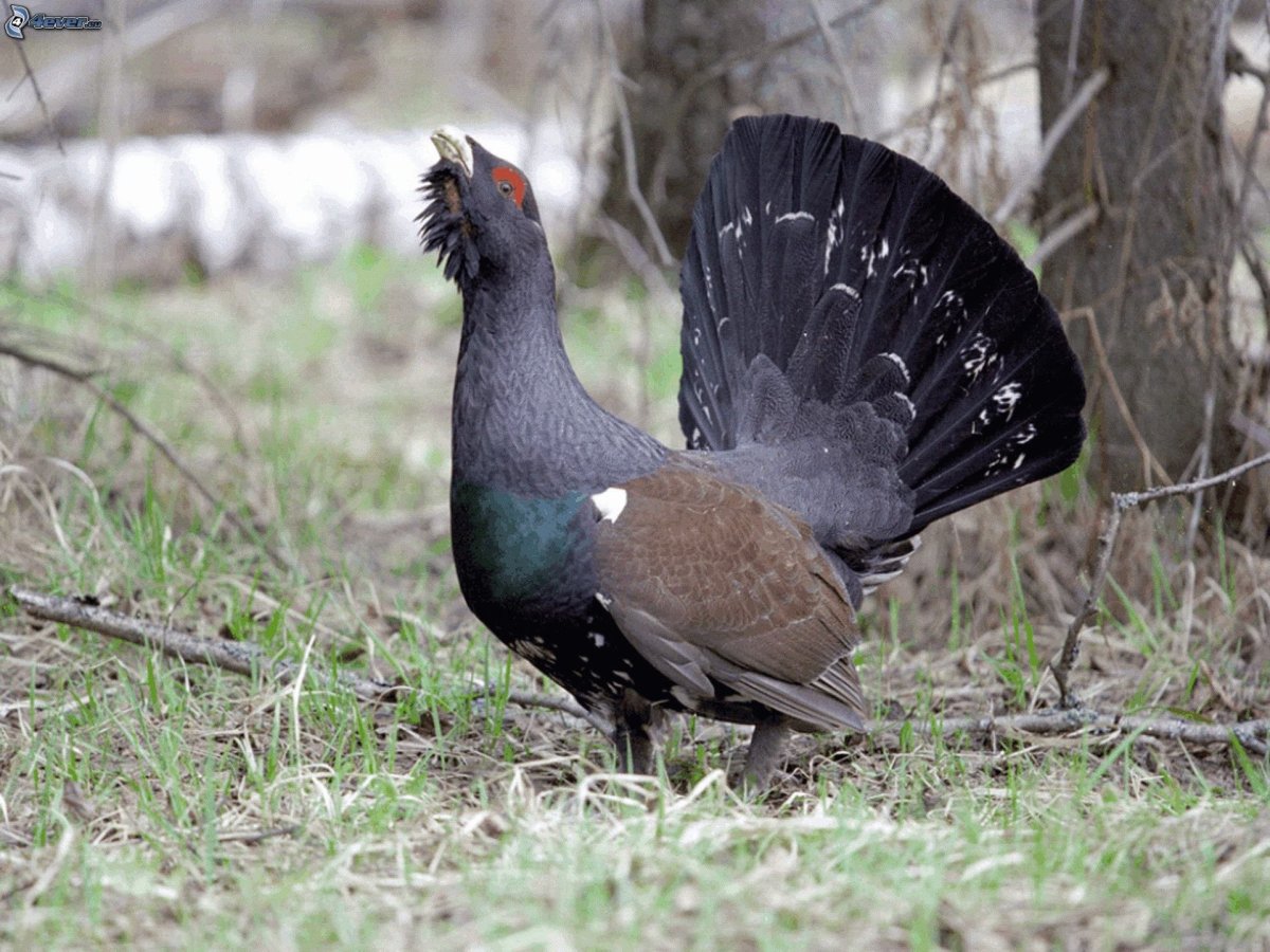 Зимующие птицы ХМАО Югры