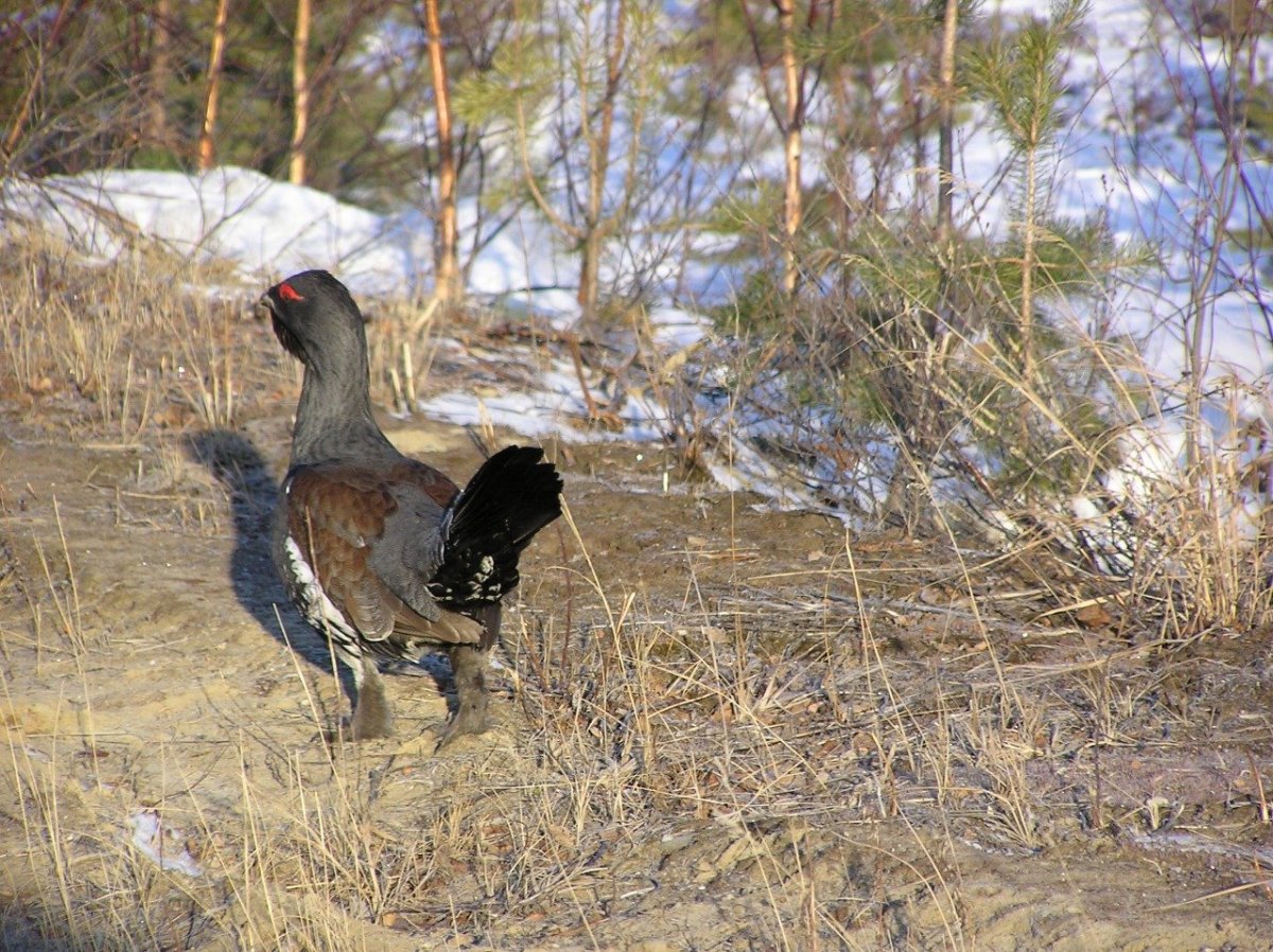 Глухарь тетерев фазан