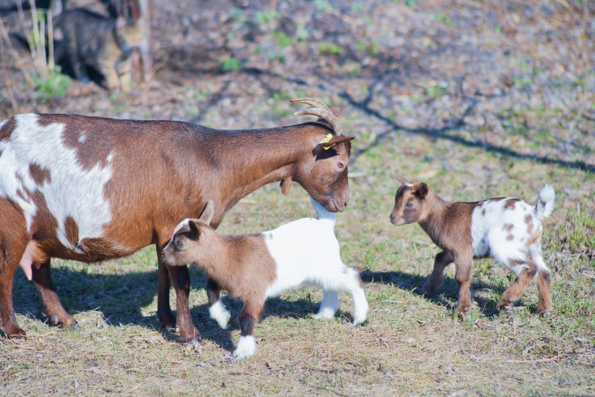 Камерунские козы в зоопарке