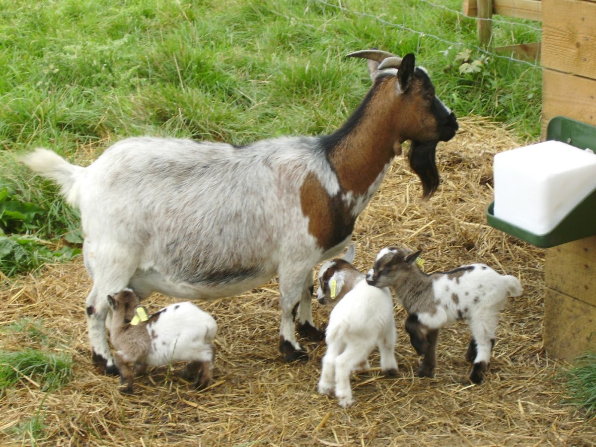 Камерунский карликовый козел