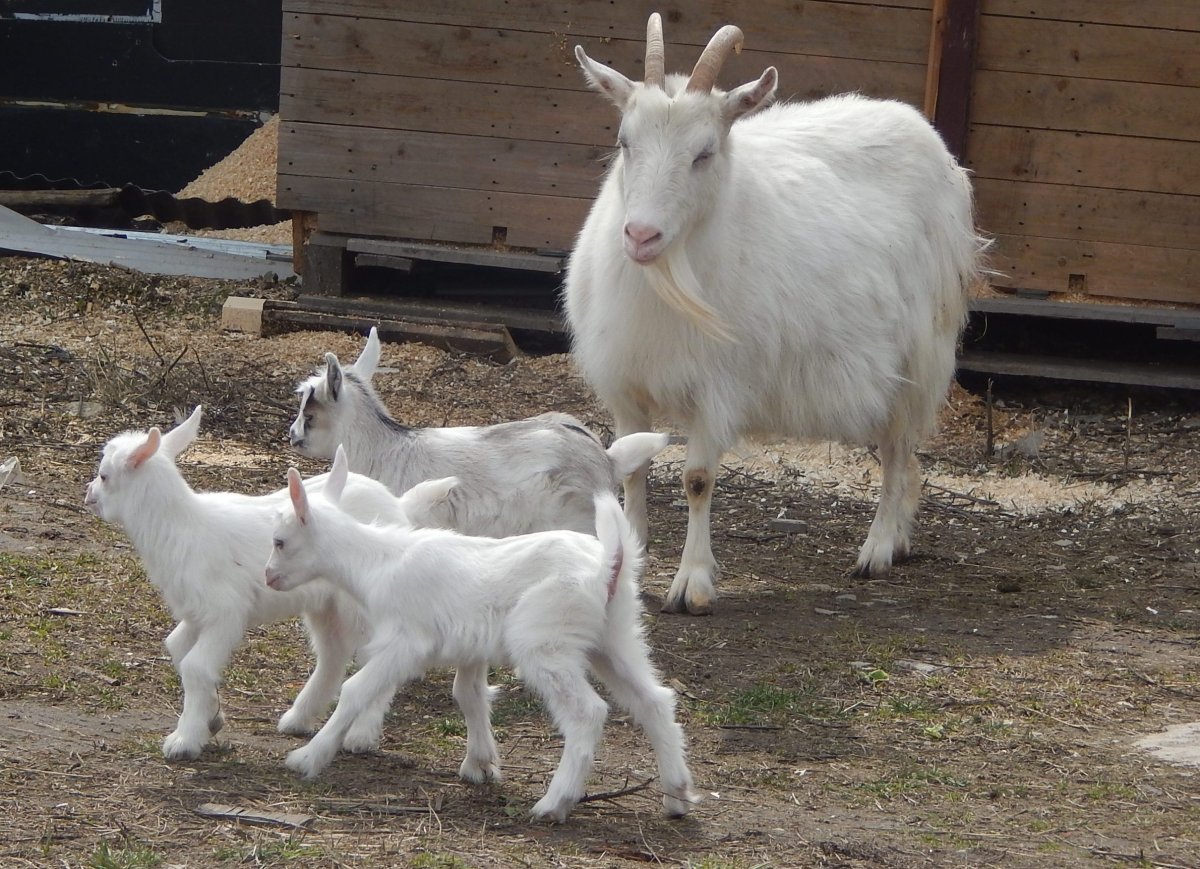 Рыжая камерунская коза