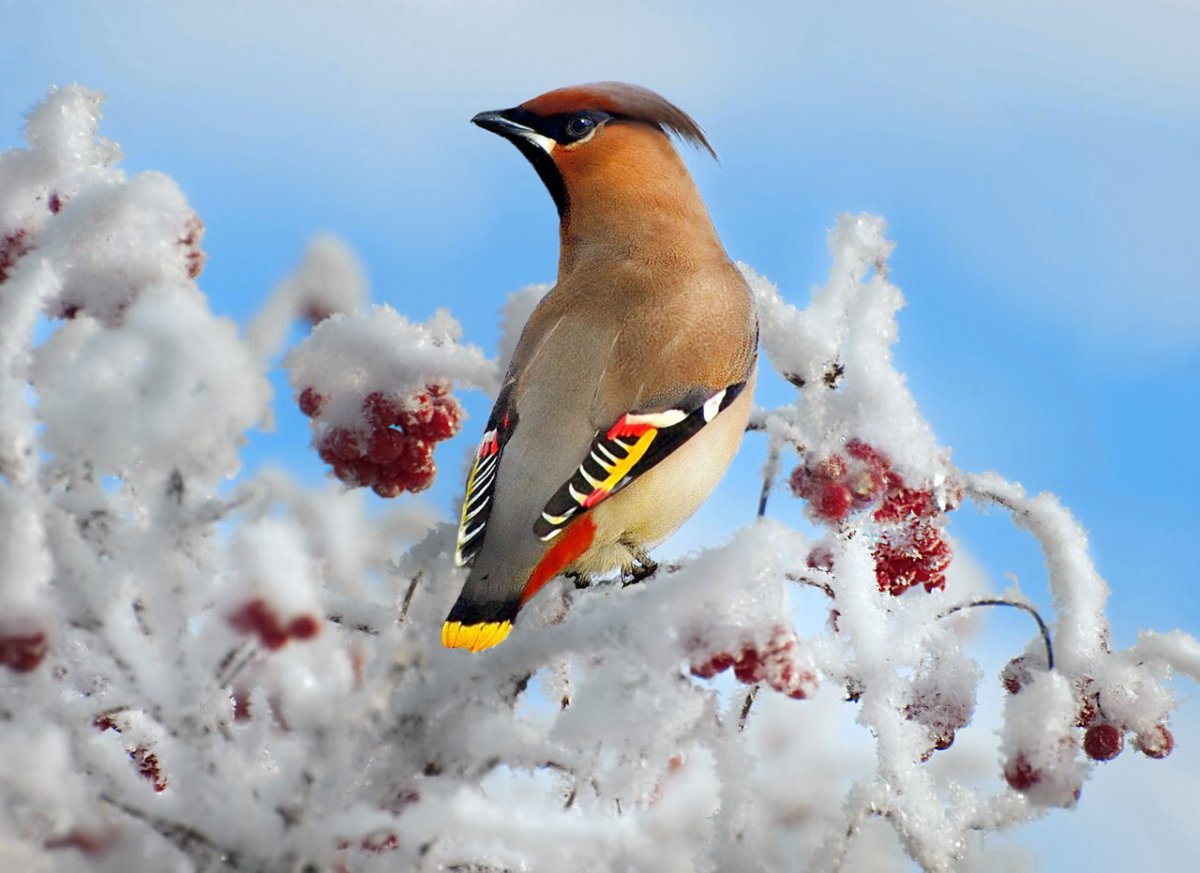 Птица Орлан белохвост