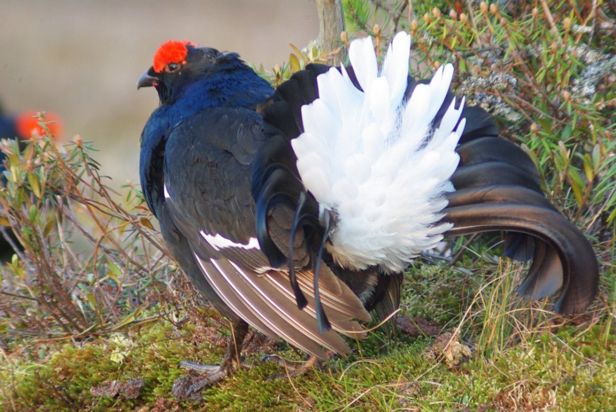 Северный олень в тайге
