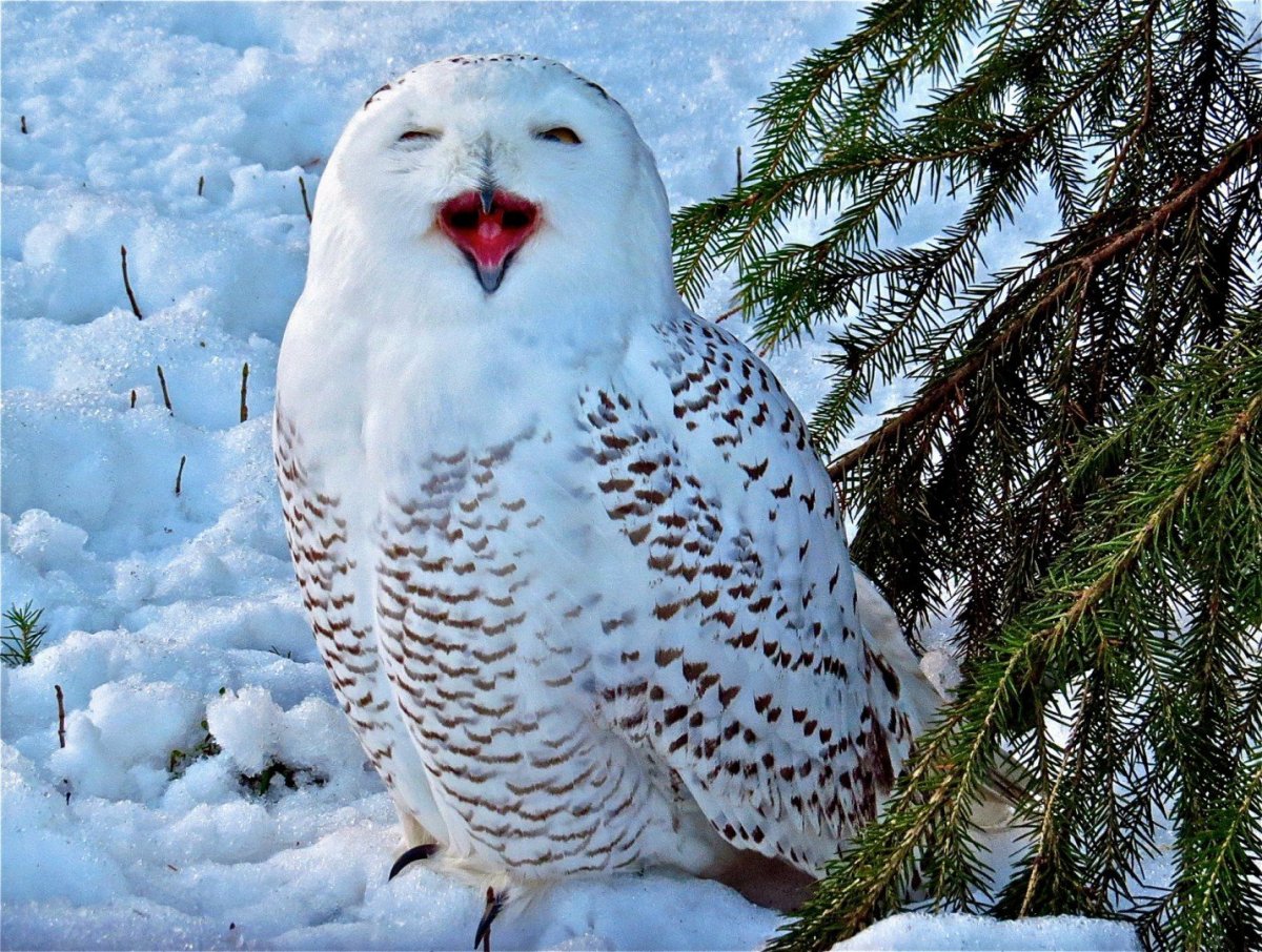 Белая куропатка в тундре