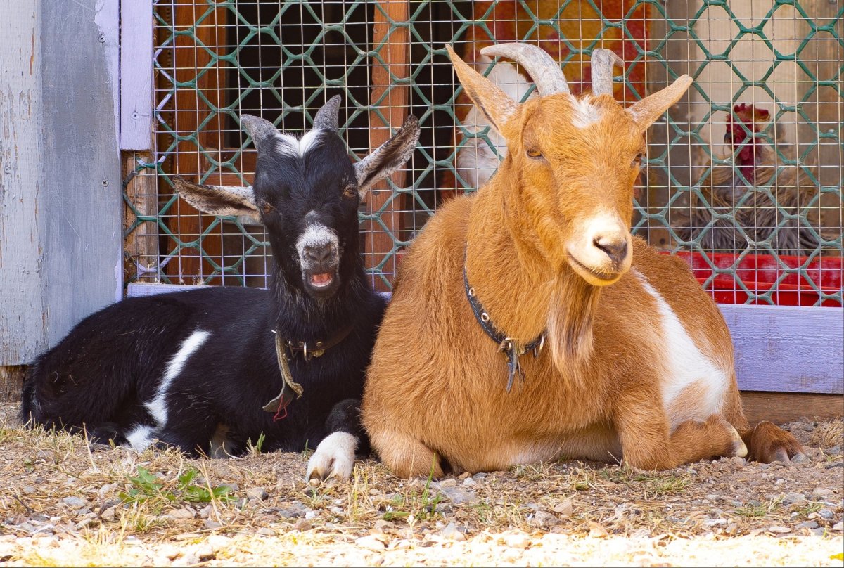 Домашний козлик мини