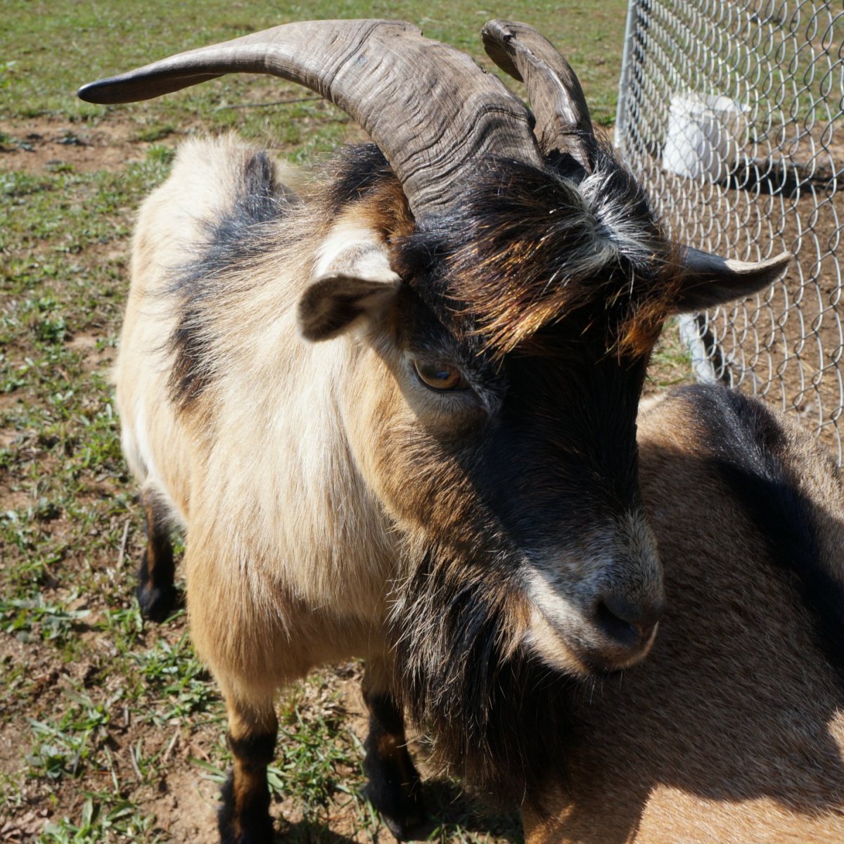 Среднеазиатская коза