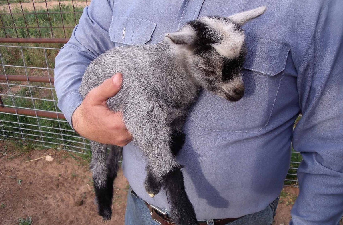 Мини козы камерунские