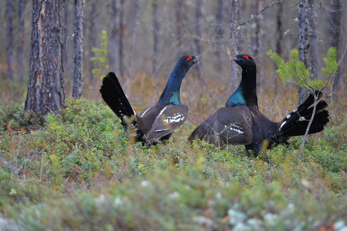 Дрозд свиристель Крымский