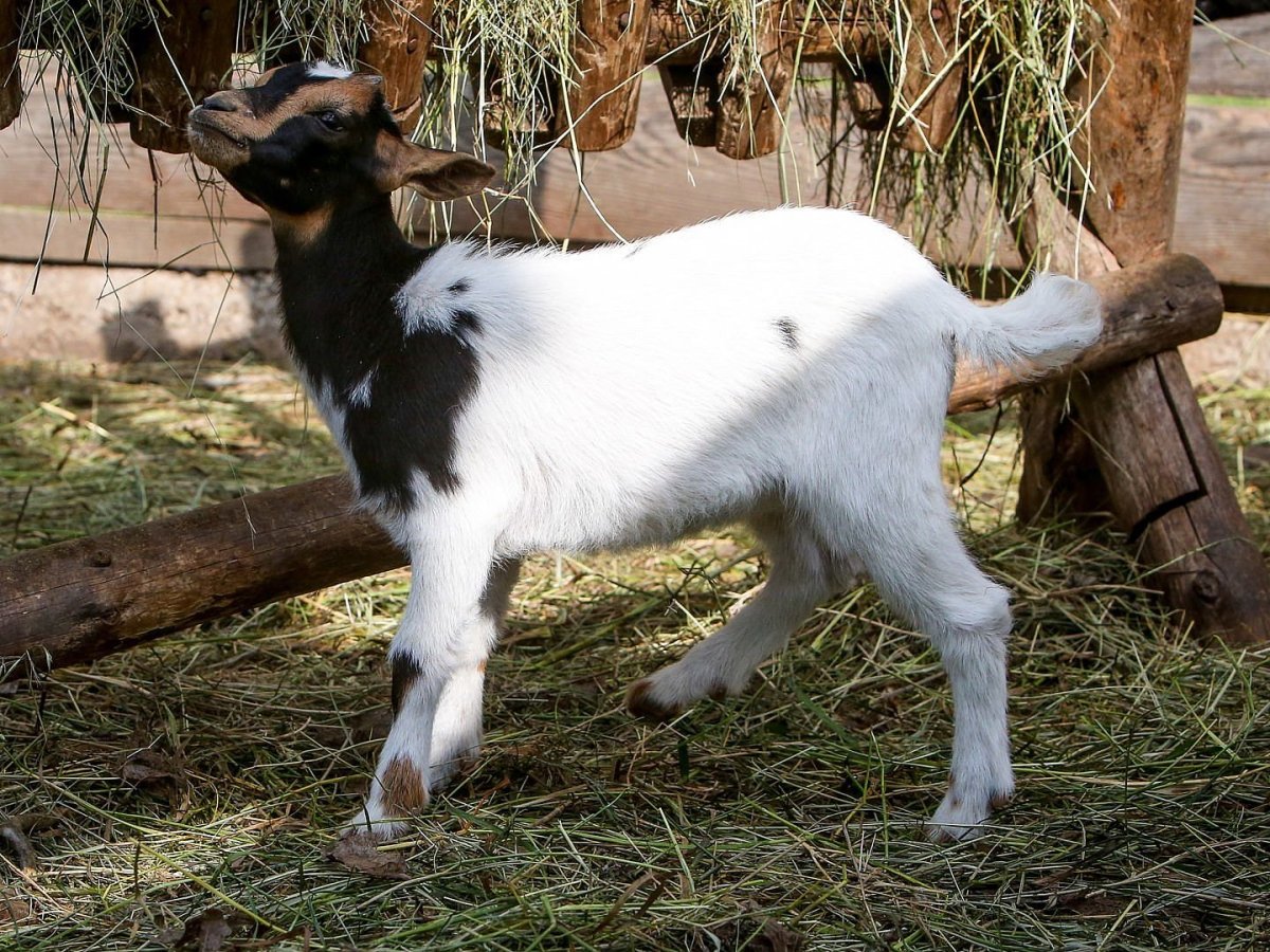 Коза и котенок