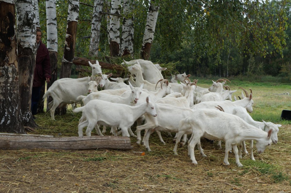 Карликовые козлята