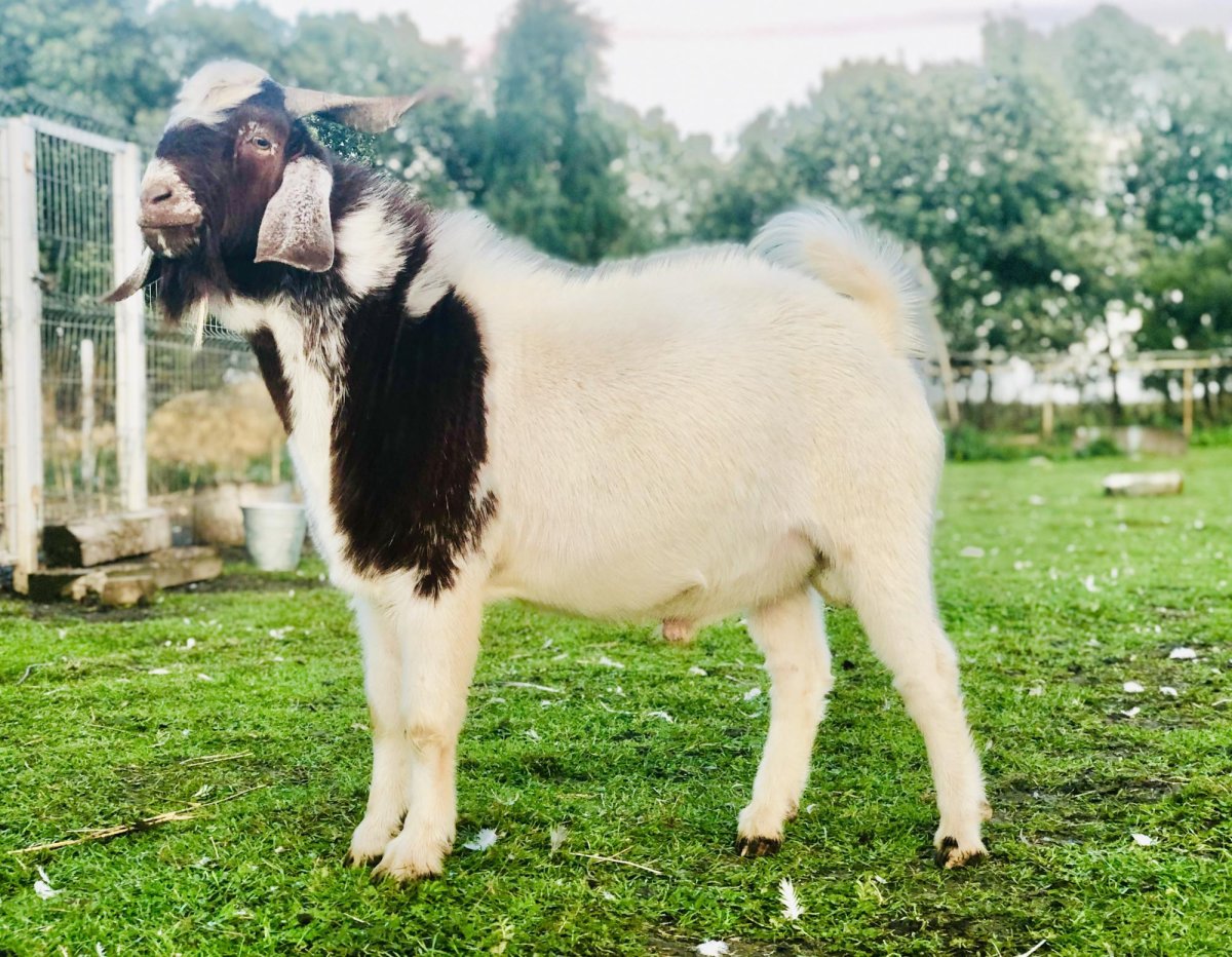 Карликовые козы домашние