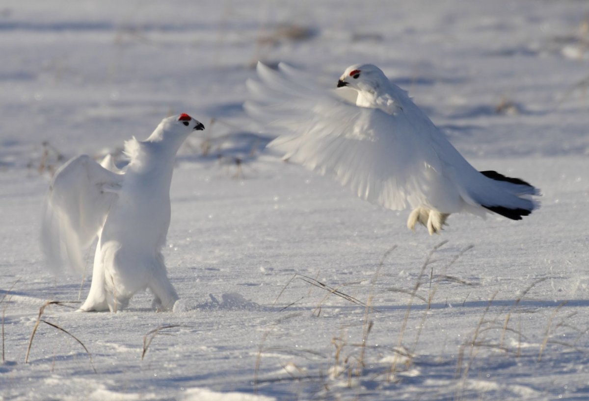 Юганский заповедник Глухарь
