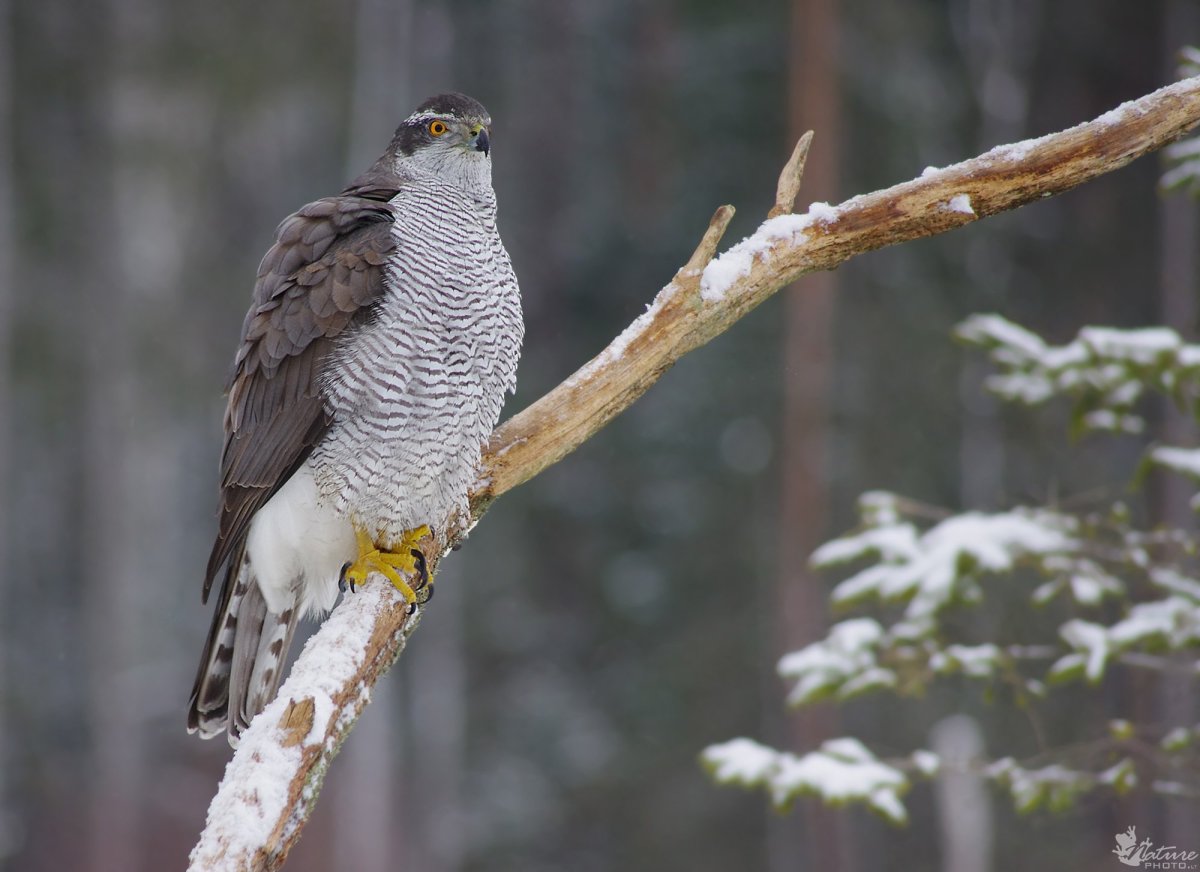 Ястреб - тетеревятник (Accipiter gentilis)