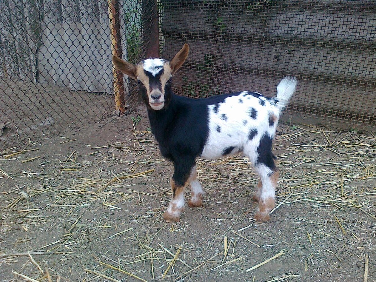 Камерунская порода коз