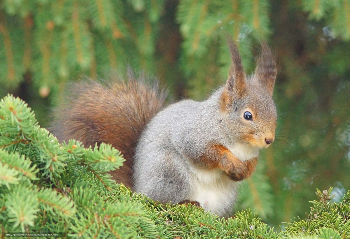 Северный олень ХМАО Югры