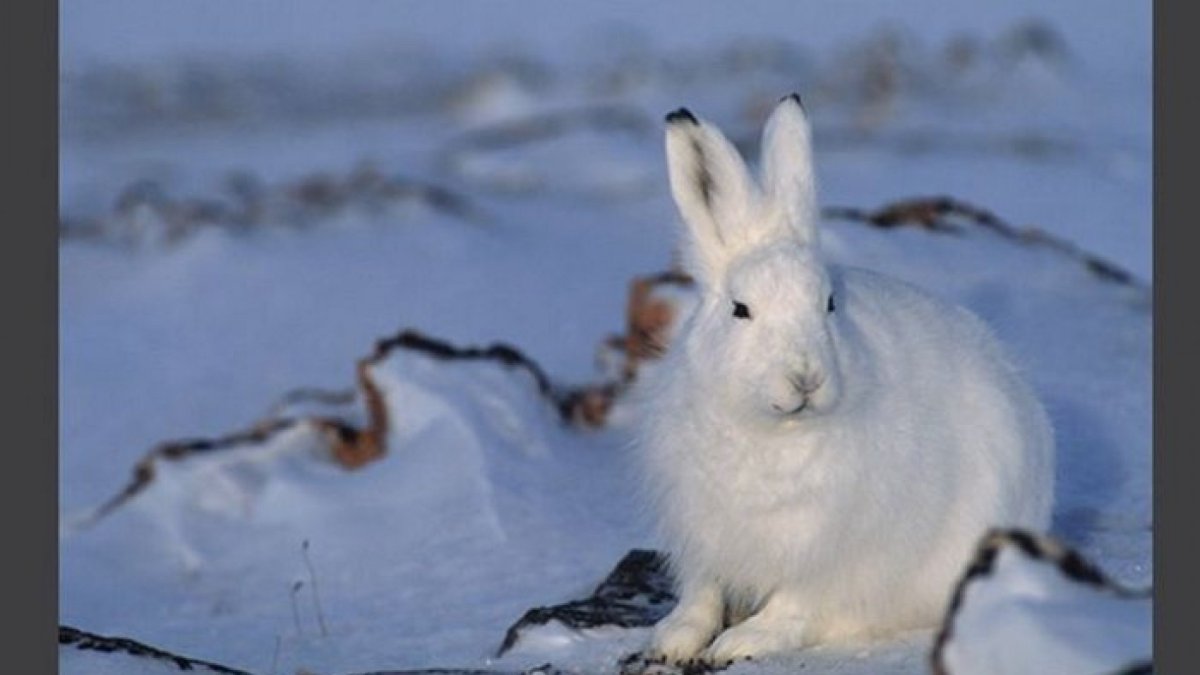 Белобрюхий Глухарь