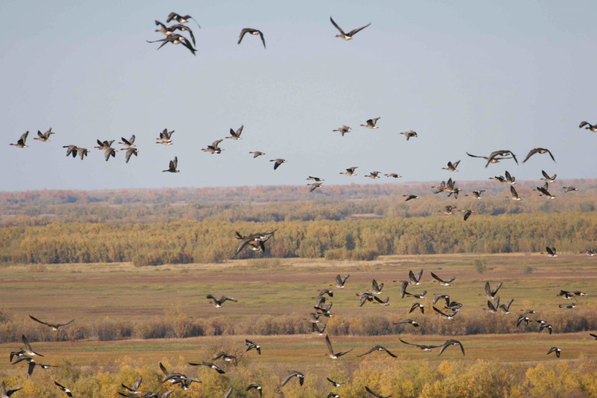 Животные Югры занесенные в красную книгу
