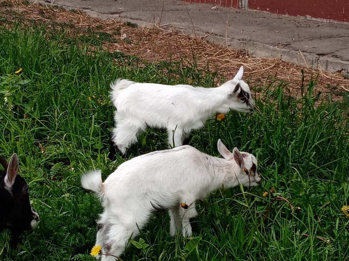 Коза камерунская безрогая