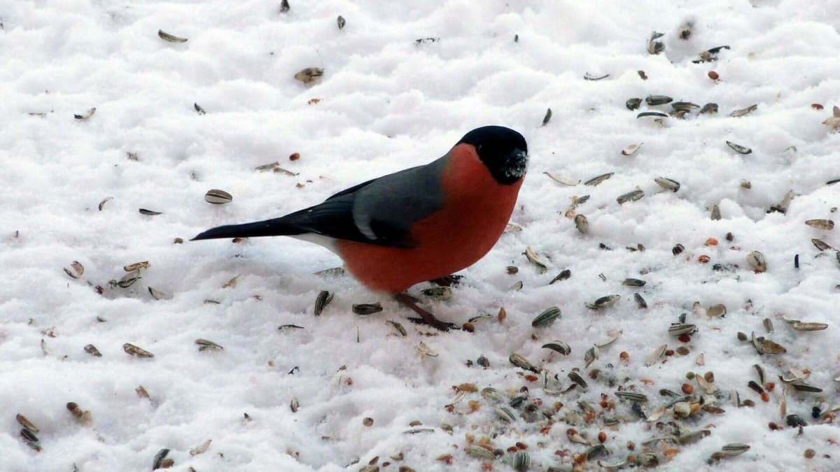 Краснозобая казарка красная книга