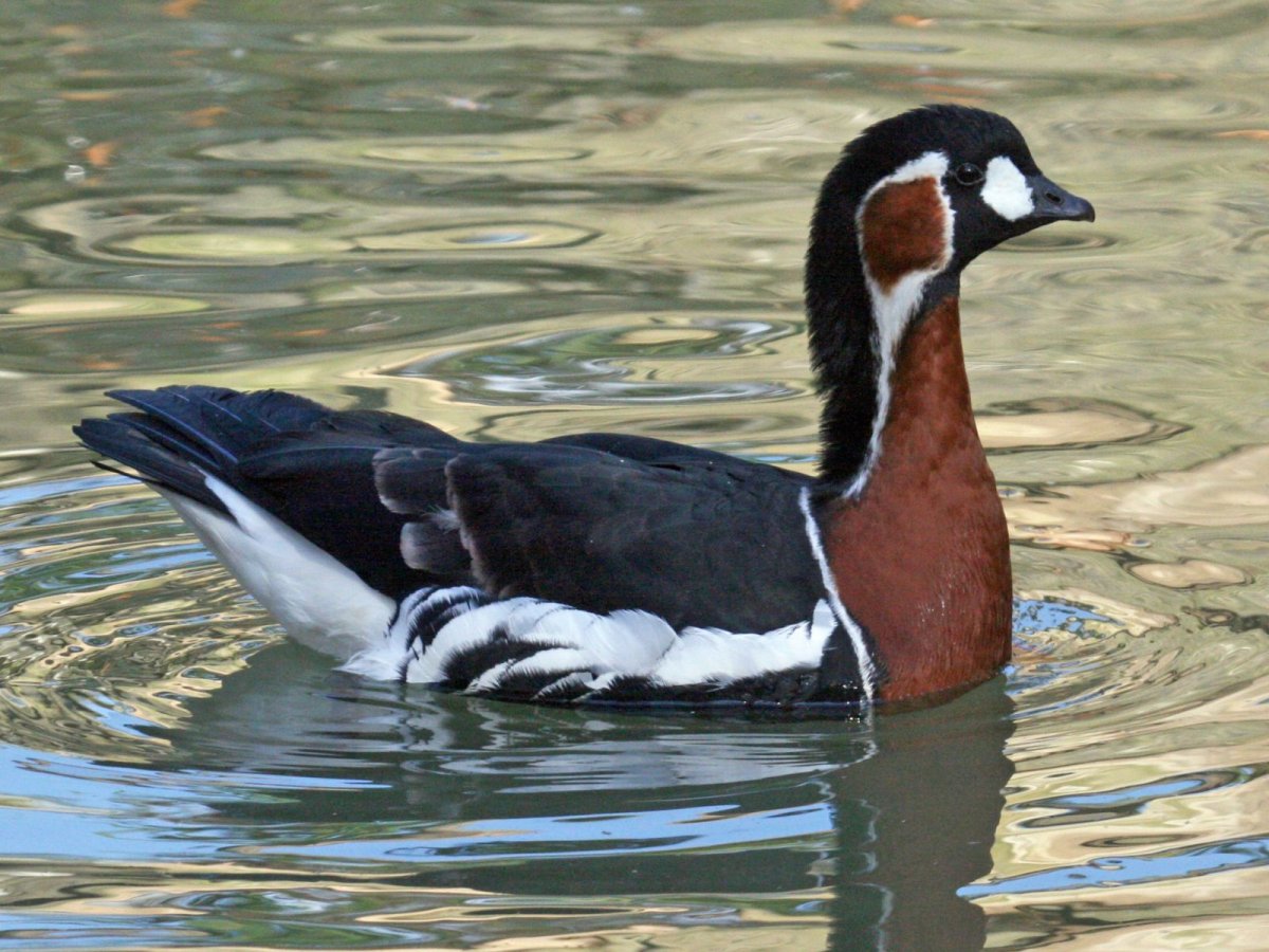 Дикие птицы Югры