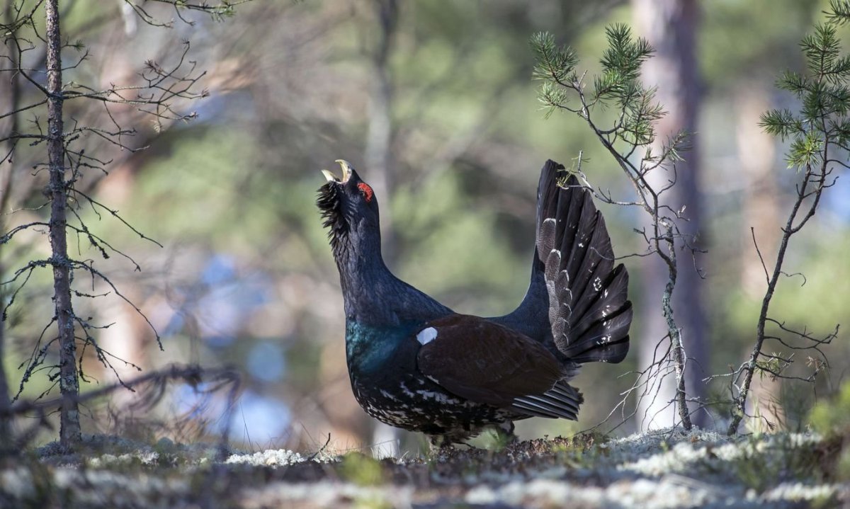 Зимние Хищные птицы Подмосковья
