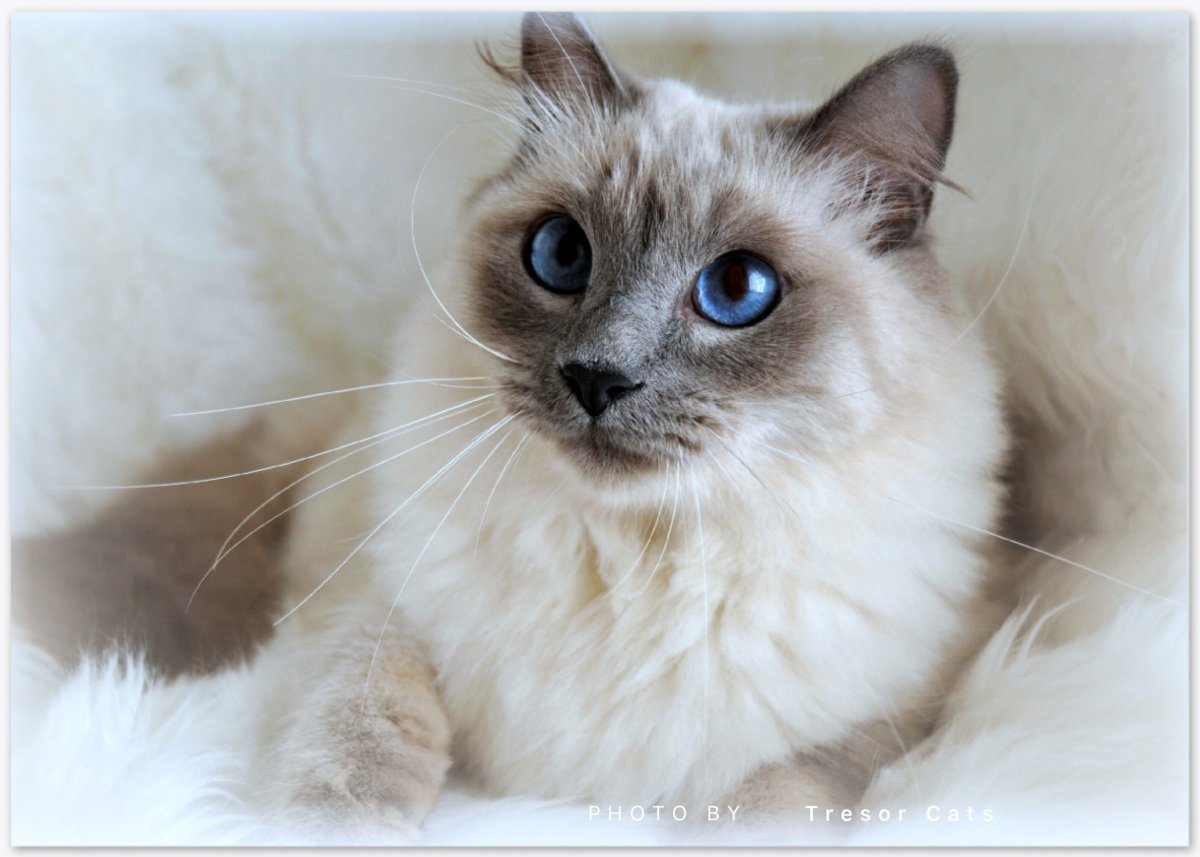 Сиамская Балинезийская кошка