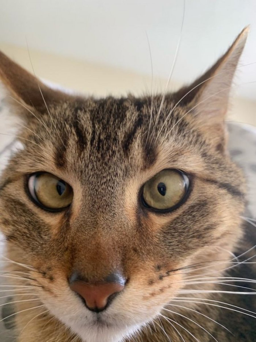 Смешные домашние животный