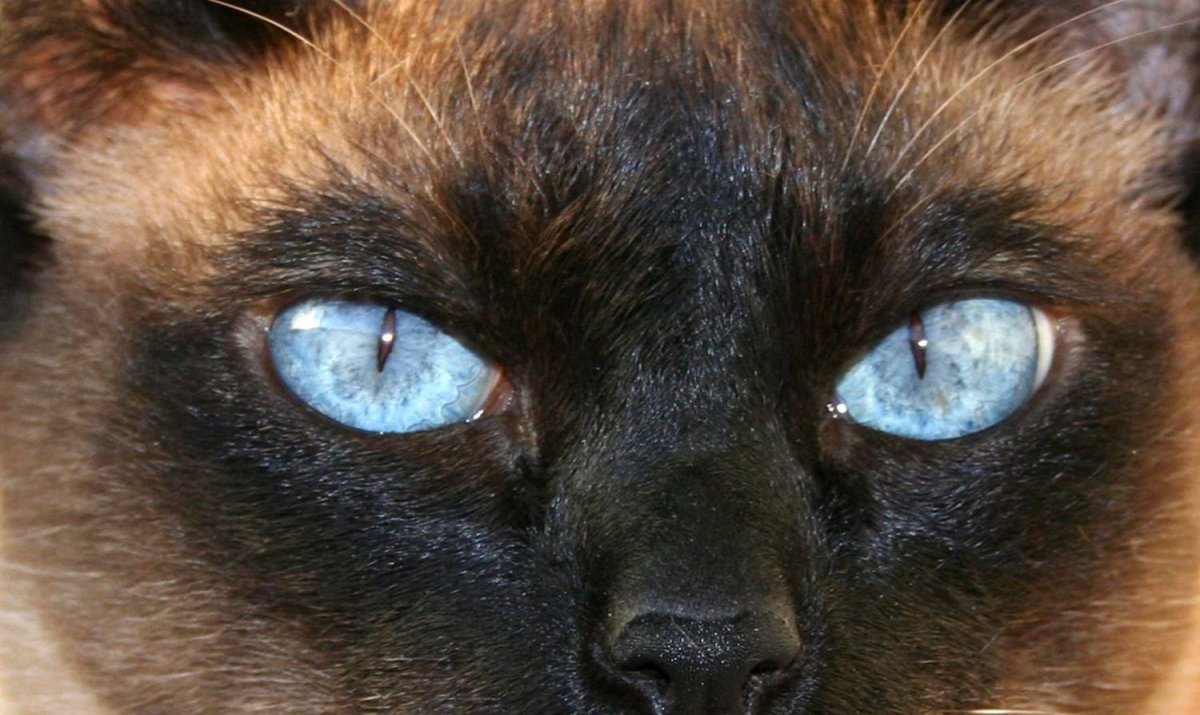 Хламидиоз кошачий глаз