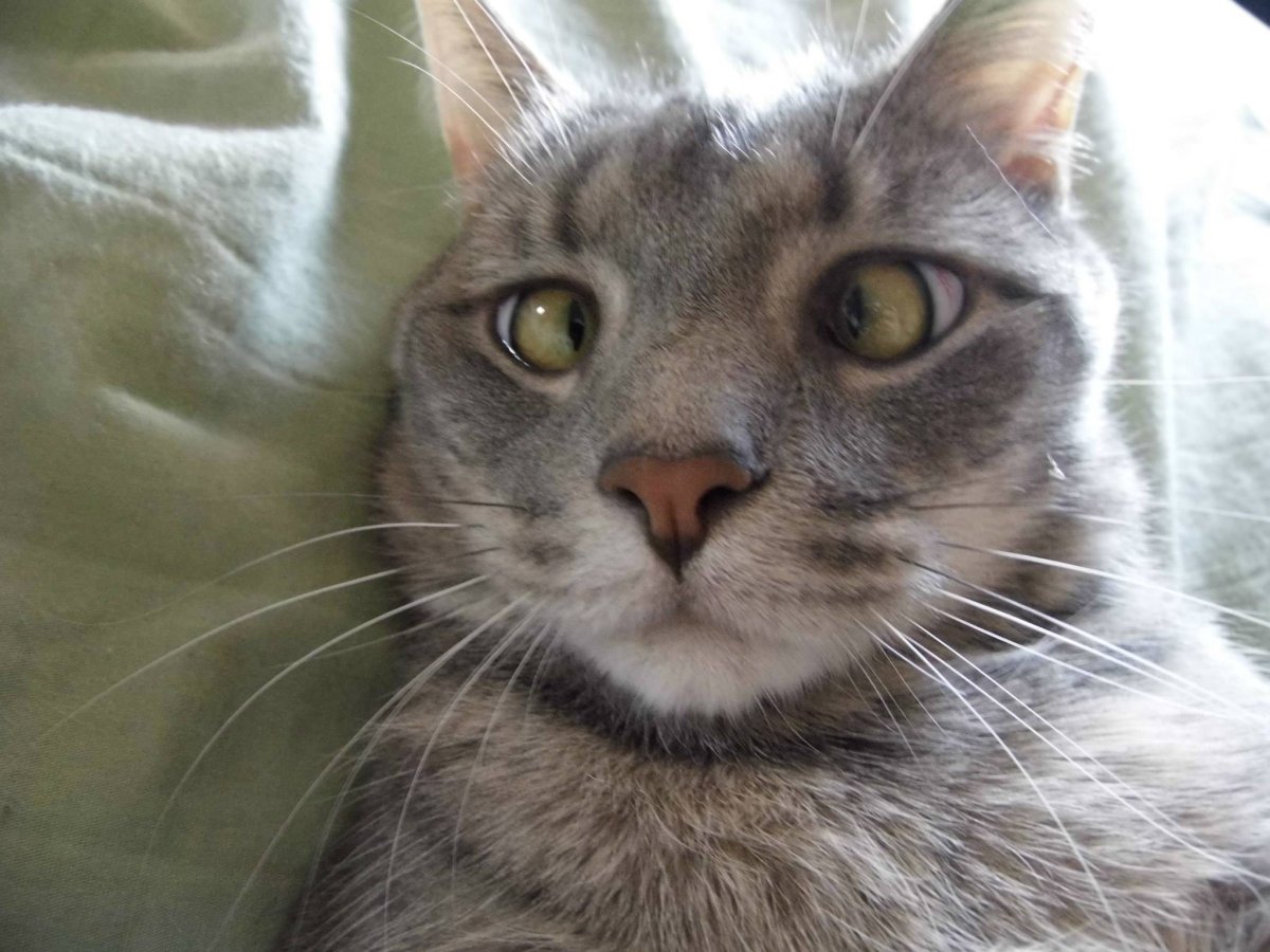 Порода кошек с косыми глазами