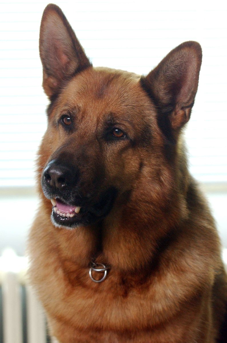 Немецкая овчарка рекс