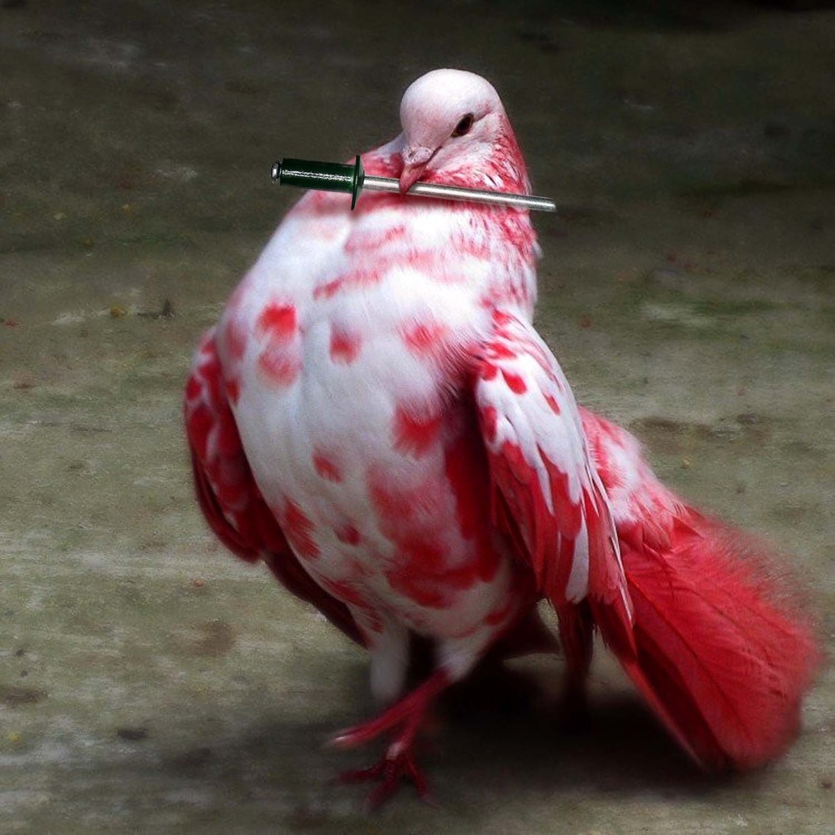 Гули Савсан