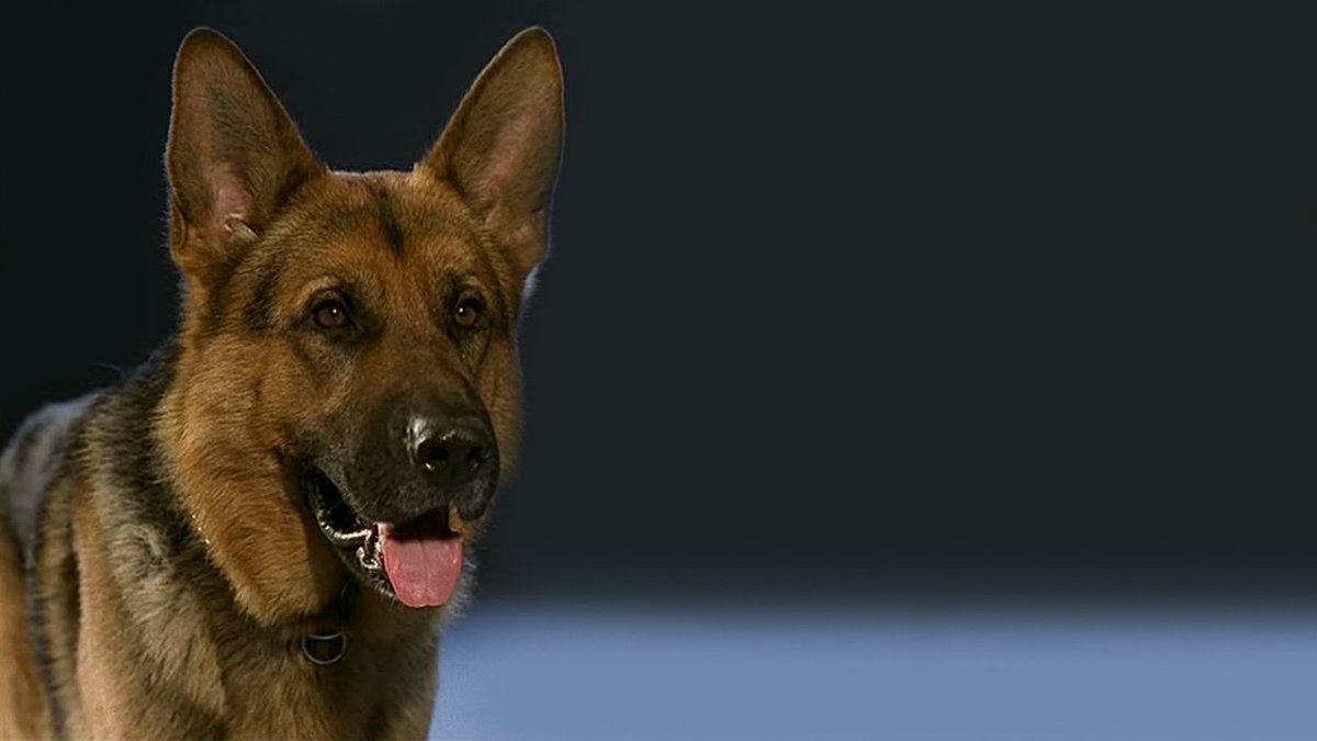 Немецкая овчарка комиссар рекс