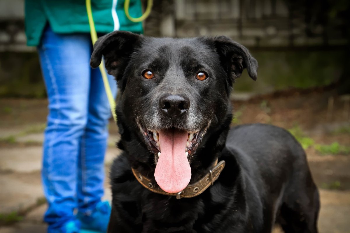 Собаку рекс черного вида