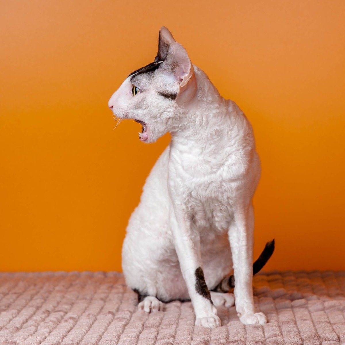 Корниш рекс