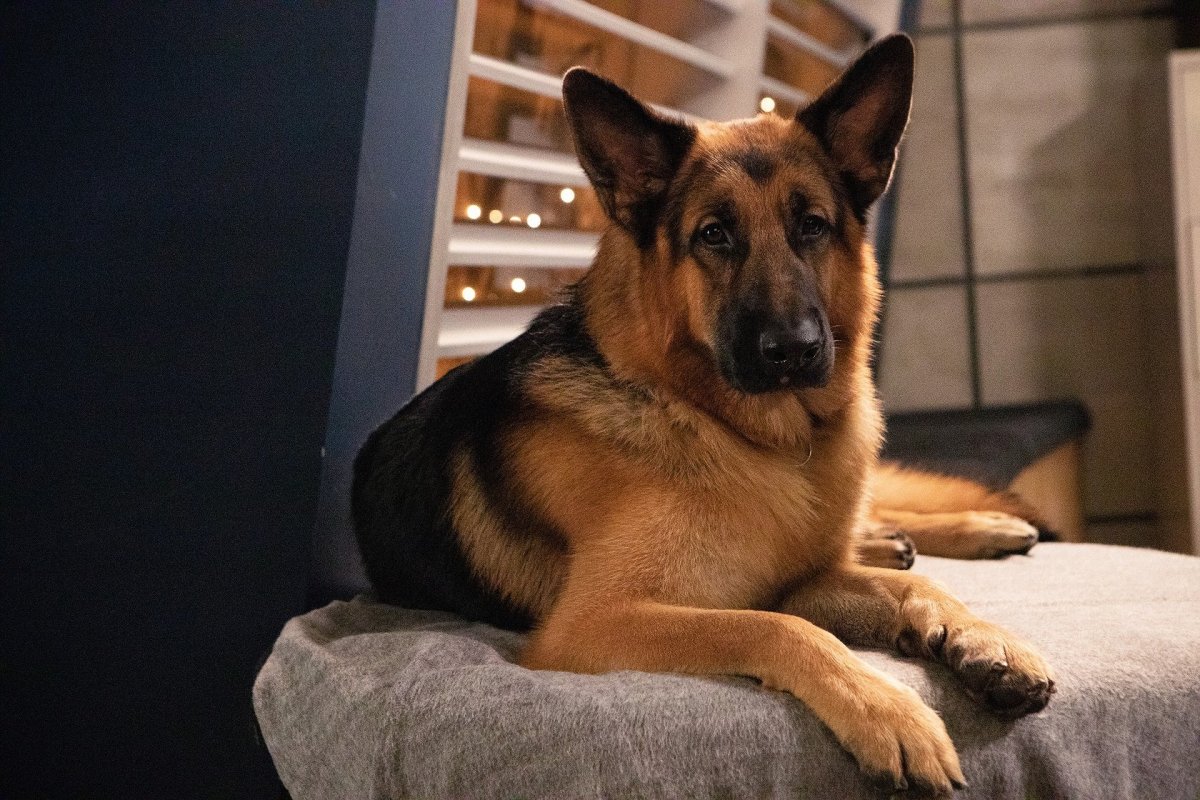 Рекс кличка собаки